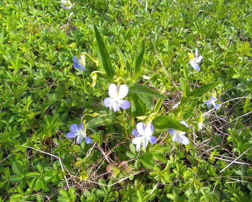 Fleurs